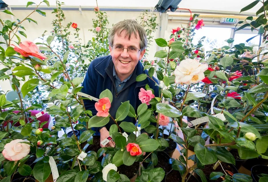 Strete Gate Camellias