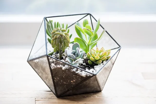 Watch how to plant a terrarium