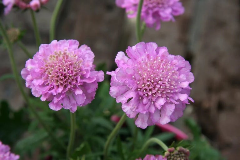 Scabious (Scabiosa) / RHS Plant Guide
