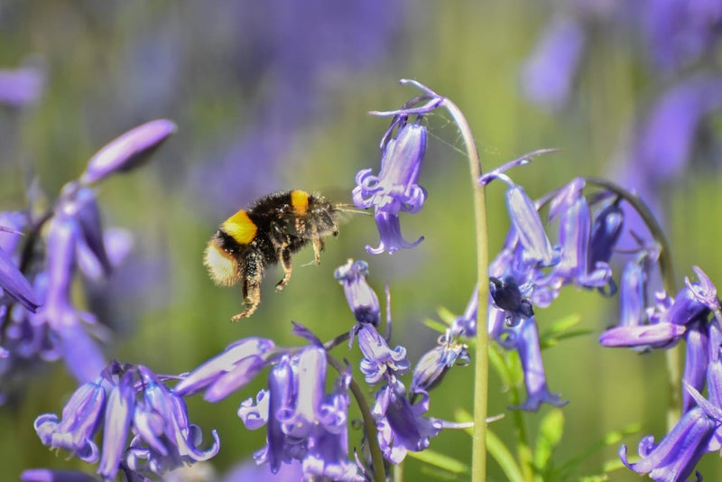 Bluebells in Gardens | RHS Advice