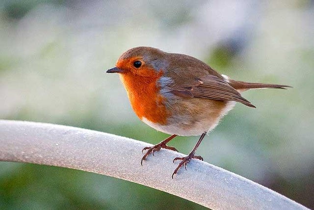 Plants for birds