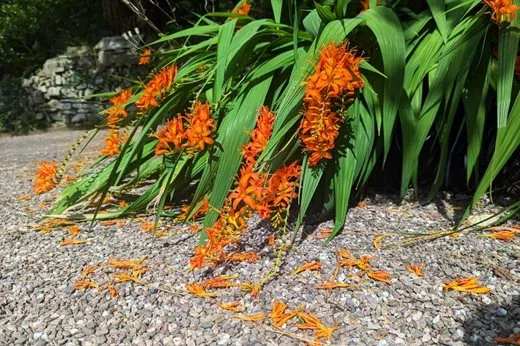 Basma’s Plant Centre