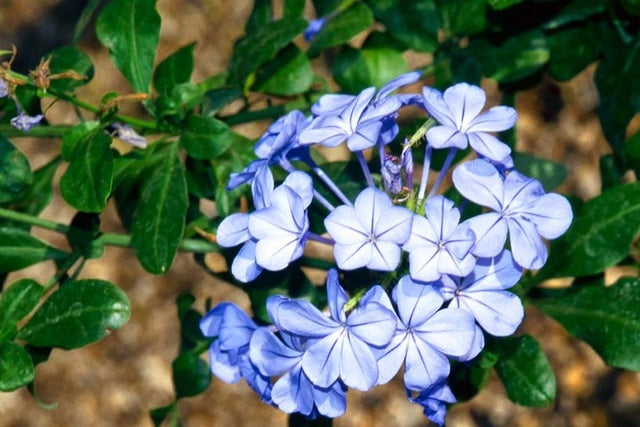 Tender climbers and shrubs for conservatories