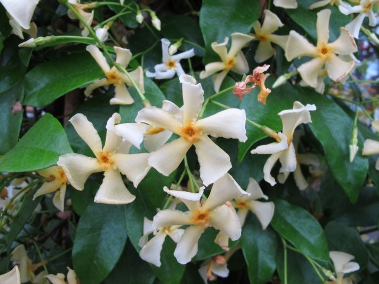 Why growing star jasmine is good for wellbeing