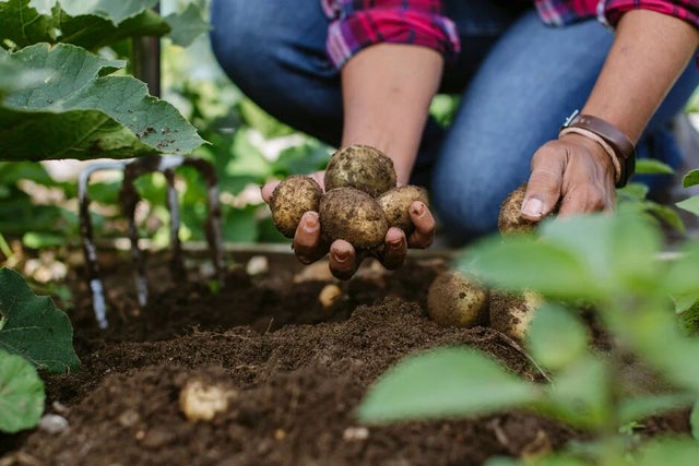 How to care for your soil