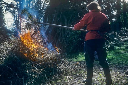 Rust Blueberry Sign Blueberry rust: Causes, Symptoms & Control | RHS Advice