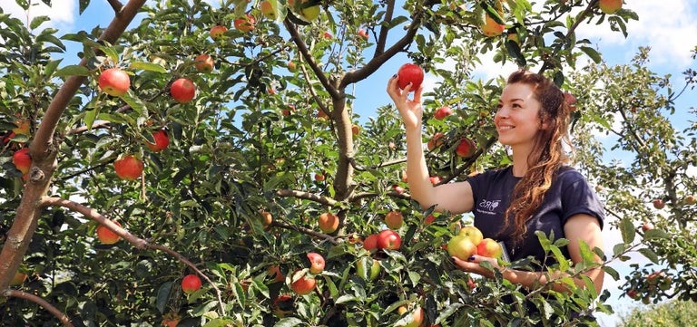 How to choose and plant an apple tree