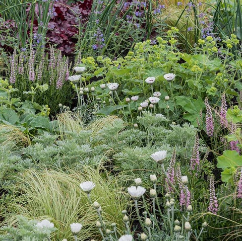 Drought-Tolerant Pollinator Plants | RHS Advice