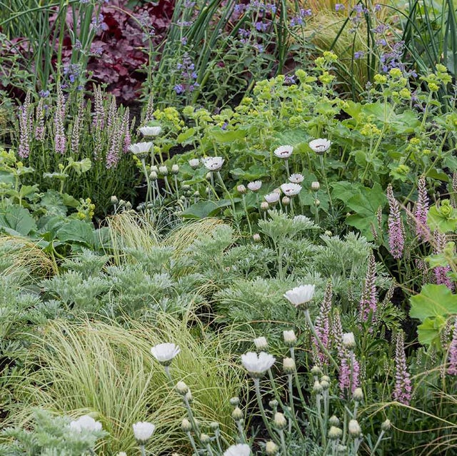 Drought-resistant planting