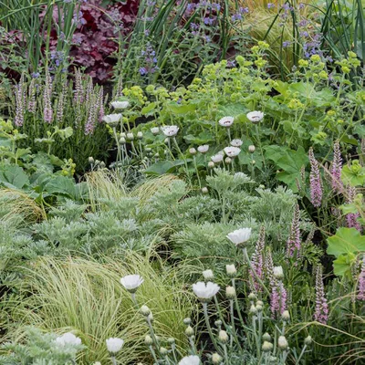 Drought-resistant planting