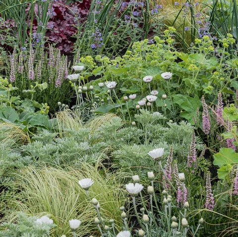 Pollinating Plants Rhs Drought-Tolerant Pollinator Plants | RHS Advice
