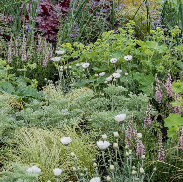 Drought-resistant planting