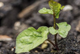 Bindweed Sprouting Bindweed: Identification and Control | RHS Advice