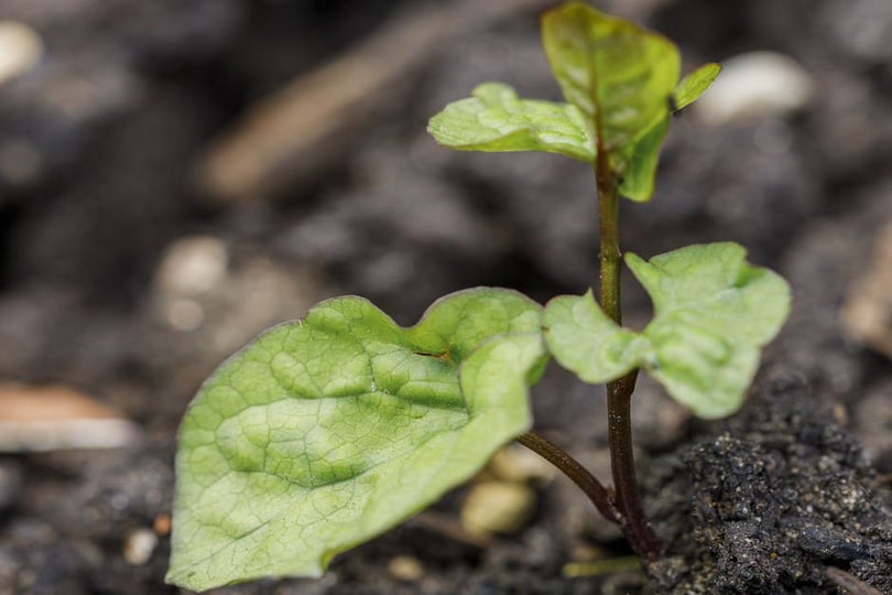 Bindweed: Identification and Control | RHS Advice