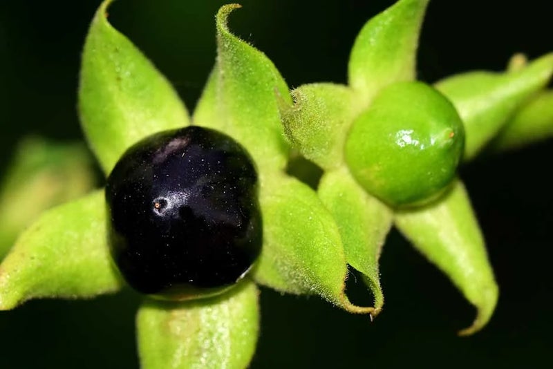 Berry dangerous