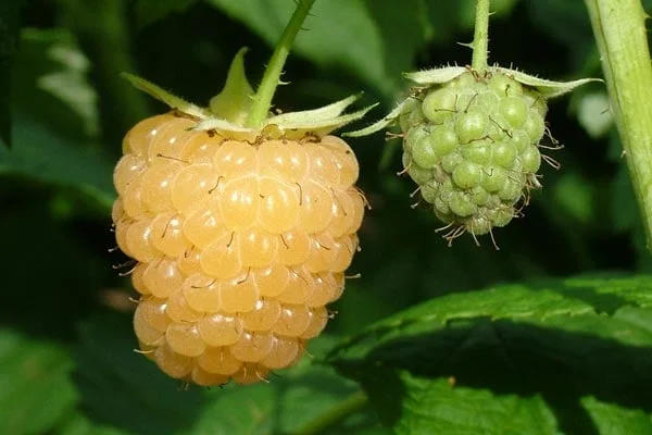 Raspberry All Gold Rhs How to grow raspberries | RHS Guide