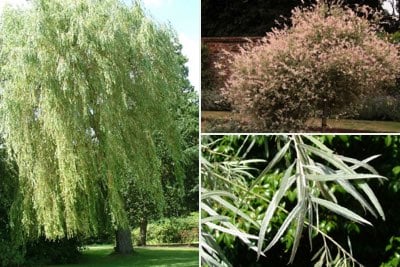 Willow trees by size