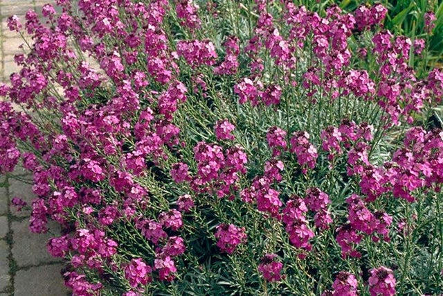 Erysimum ‘Bowles’s Mauve’