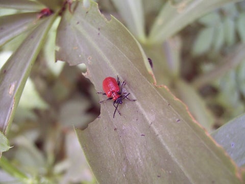 Lily beetle | RHS Advice