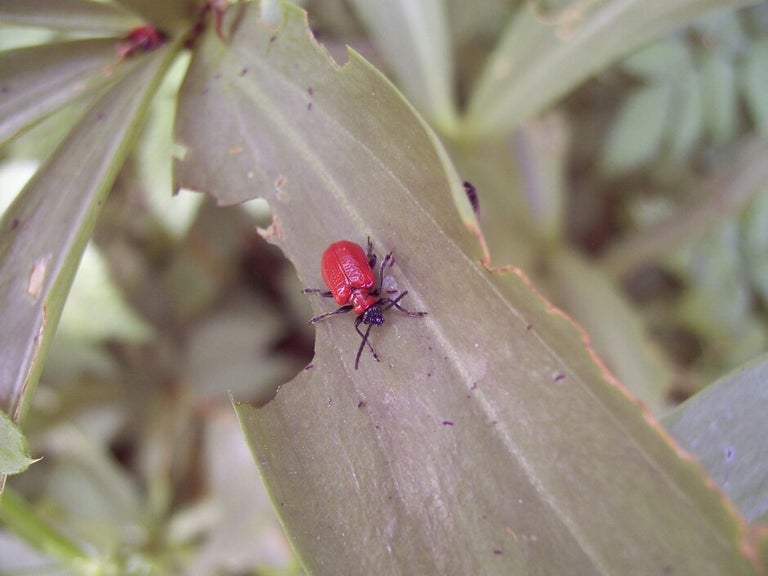 Lily beetle