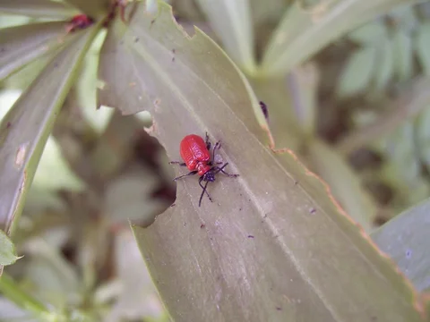 Lilly Insects Lily beetle | RHS Advice