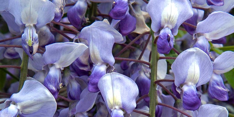 Buy Wisteria from RHSplants.co.uk