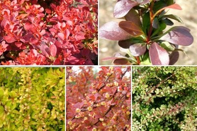 Berberis for foliage colour