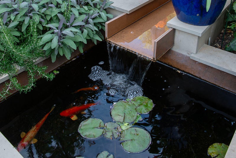 Steve's fishpond