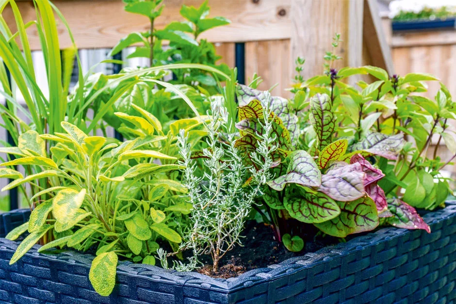 Mixed herbs