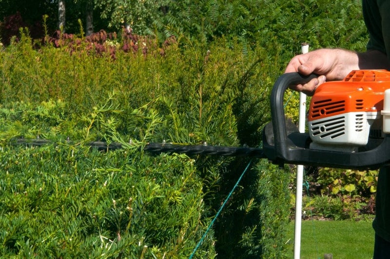 How to Trim a Hedge | RHS Advice