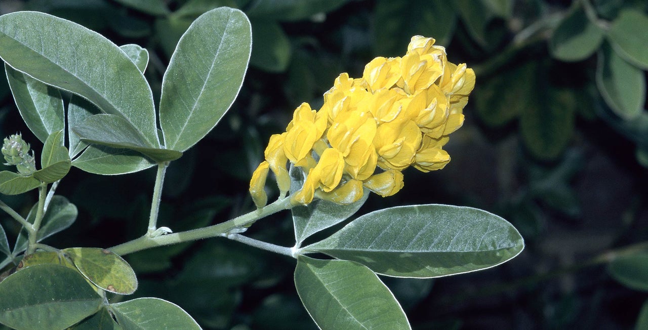 Climbers and wall shrubs for sun