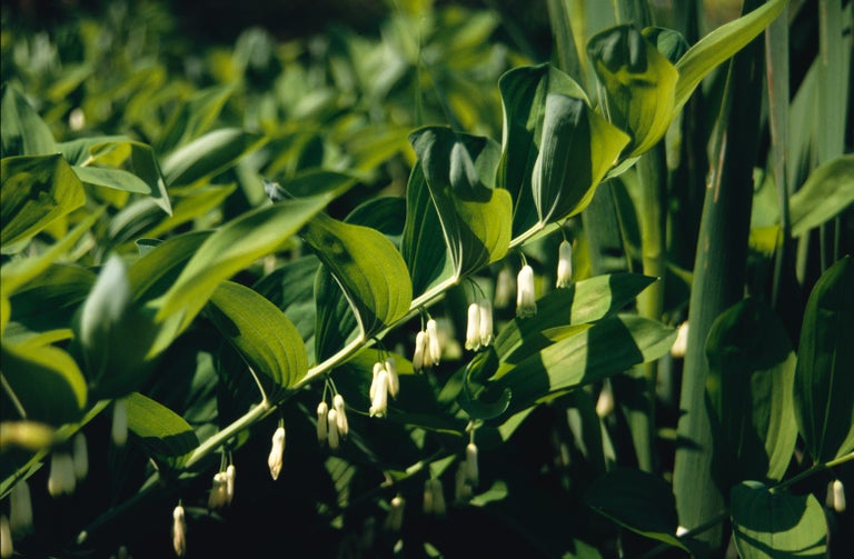 Buy Solomon's seal from RHSPlants.co.uk