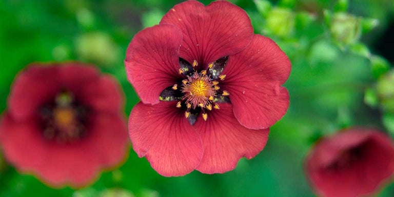 Buy Potentillas from RHSplants.co.uk