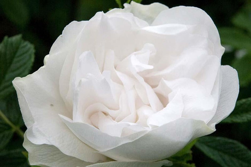 Flowers, foliage and fragrance