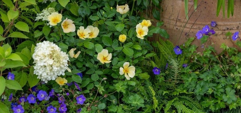 8 star plants of RHS Sandringham 2026