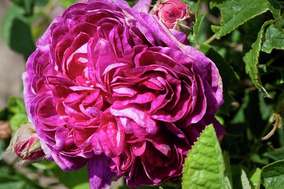 Find your next award-winning rose