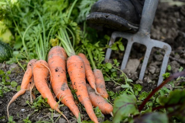 Grow carrots with children