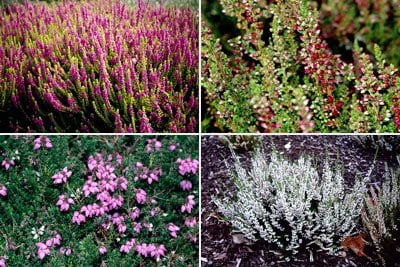 Heathers for summer to autumn