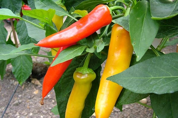 'Hungarian Hot Wax' AGM