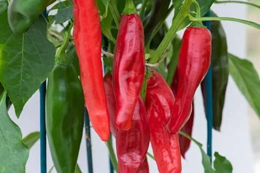 South Devon Chilli Farm