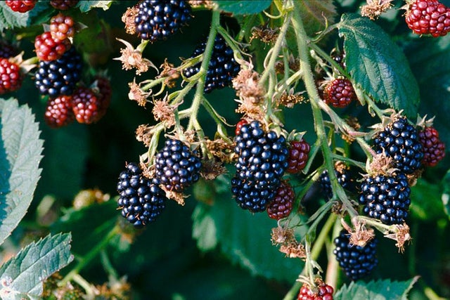 How to grow your own fruit