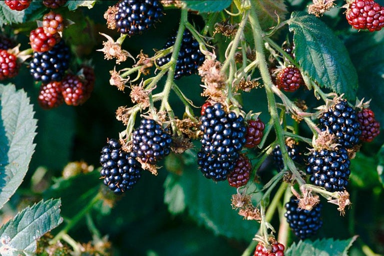 Buy blackberries and hybrid berries at RHSplants.co.uk