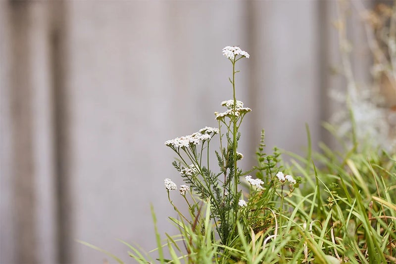 For the hoverflies
