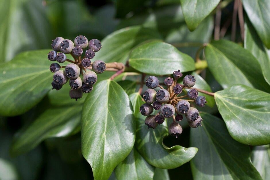 Ivy on Trees and as Groundcover | RHS Advice