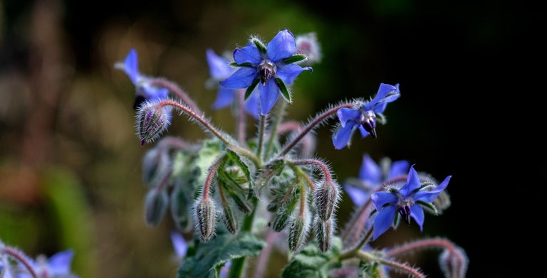 Borage
