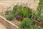 Thumbnail: The Norfolk Weave Border Kind to Soil, Nature and Soul