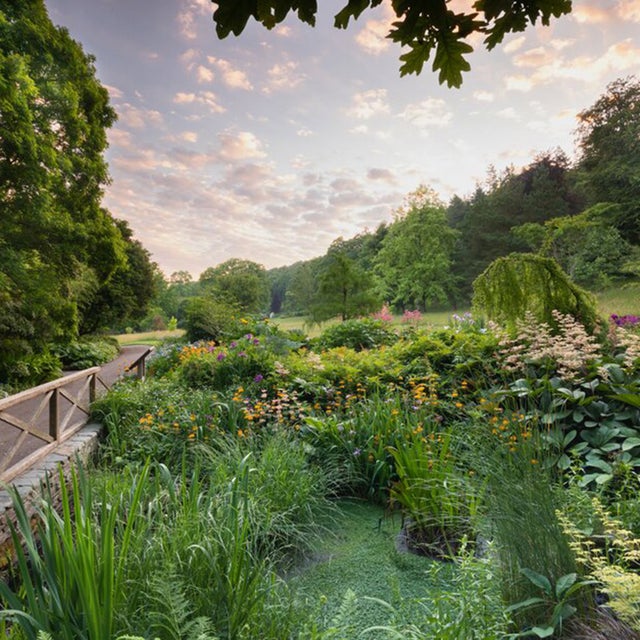 RHS Garden Rosemoor, bog garden