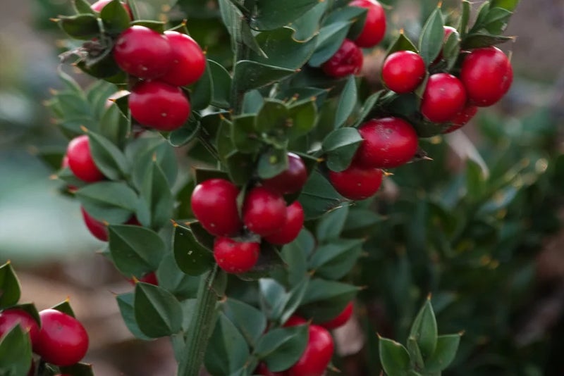 Longest lasting evergreen