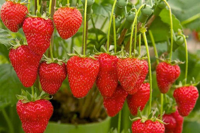 Fascinating facts about strawberries