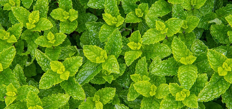 Herbs for Shade